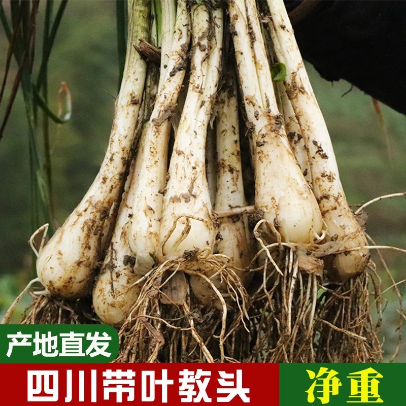 咗酱爷四川新鲜带叶藠头1斤/3斤/5斤
