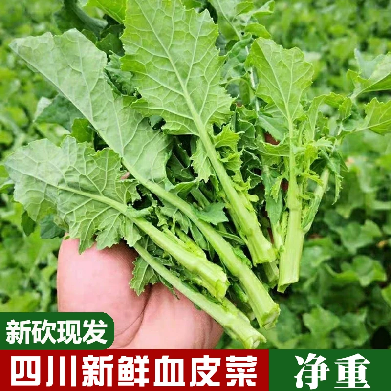 咗酱爷四川青油菜油菜苔油菜尖3/4斤
