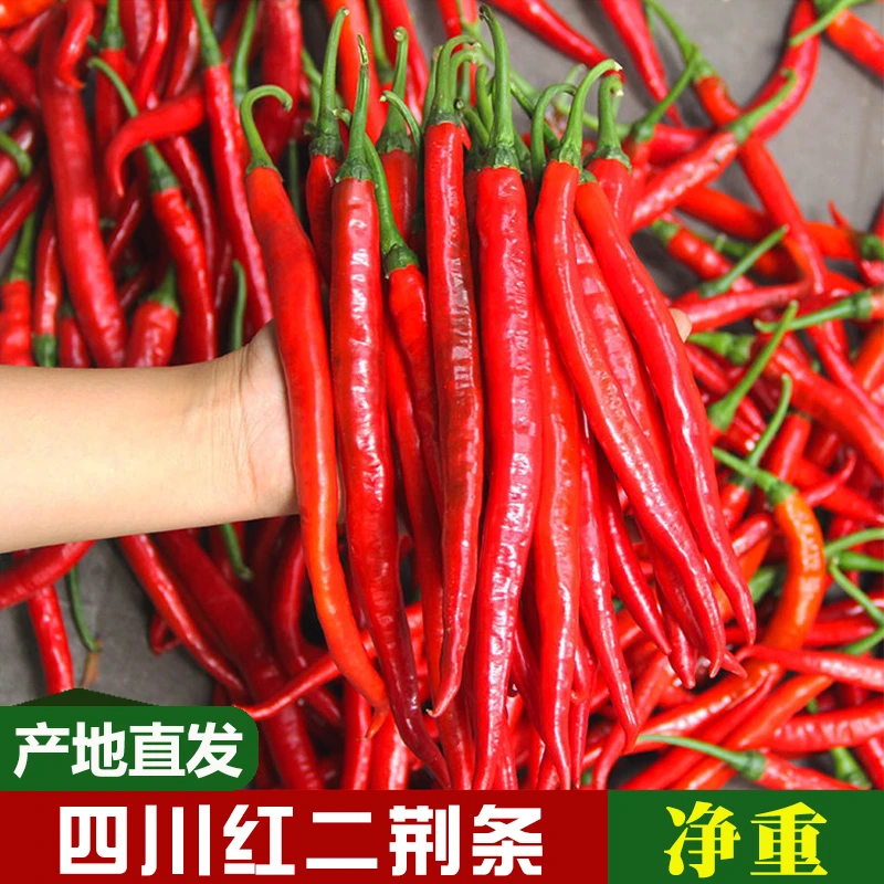 咗酱爷四川新鲜红二荆条适合泡菜剁椒酱泡椒酱现摘现发3/5斤