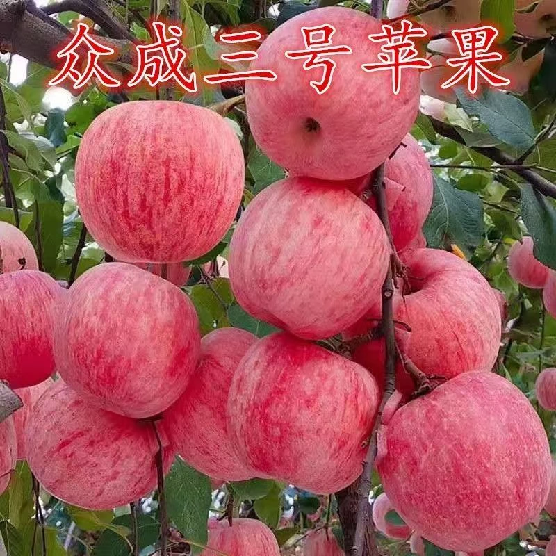 嫁接苹果树苗 众成三号 条纹红富士 国光 嘎啦 鲁丽 南北方种植