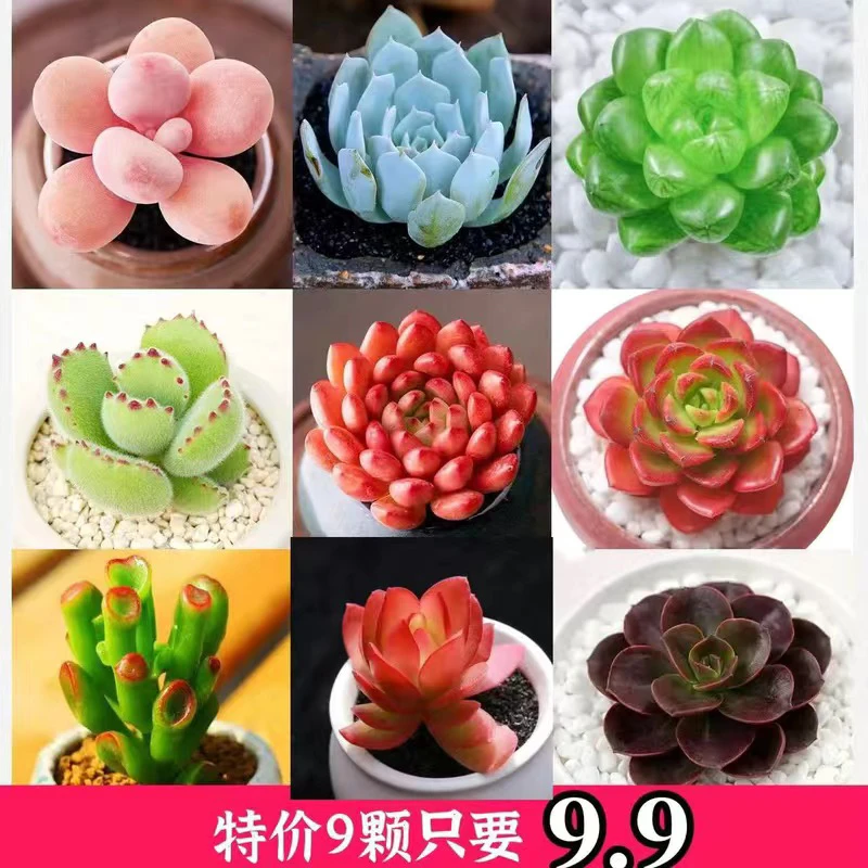 多肉植物盆栽桃蛋玉露熊童子蓝鸟绿植花卉盆栽室内新手招财组合
