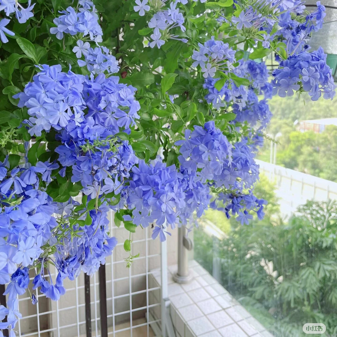 蓝雪花耐热花灌木庭院观赏植物盆栽苗好养爆花