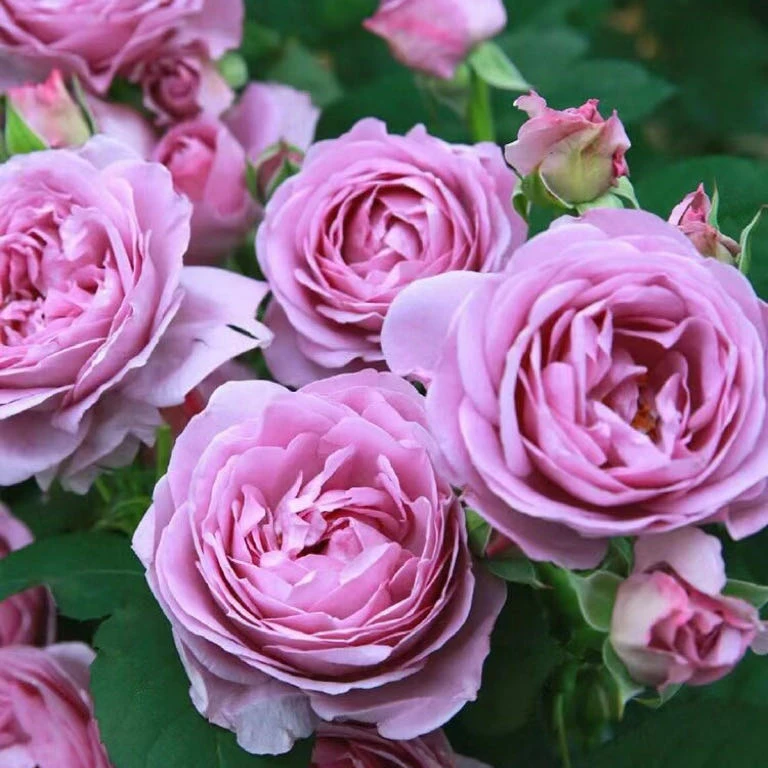 【蓝色风暴】月季玫瑰多季节丰花灌木蓝色月季庭院阳台淡香盆栽