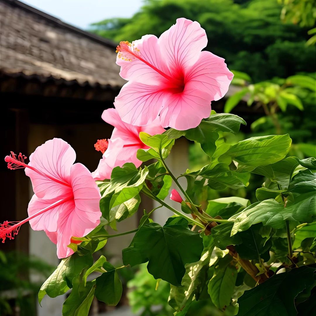 <木槿>绿植/多季节开放/盆栽绿植/