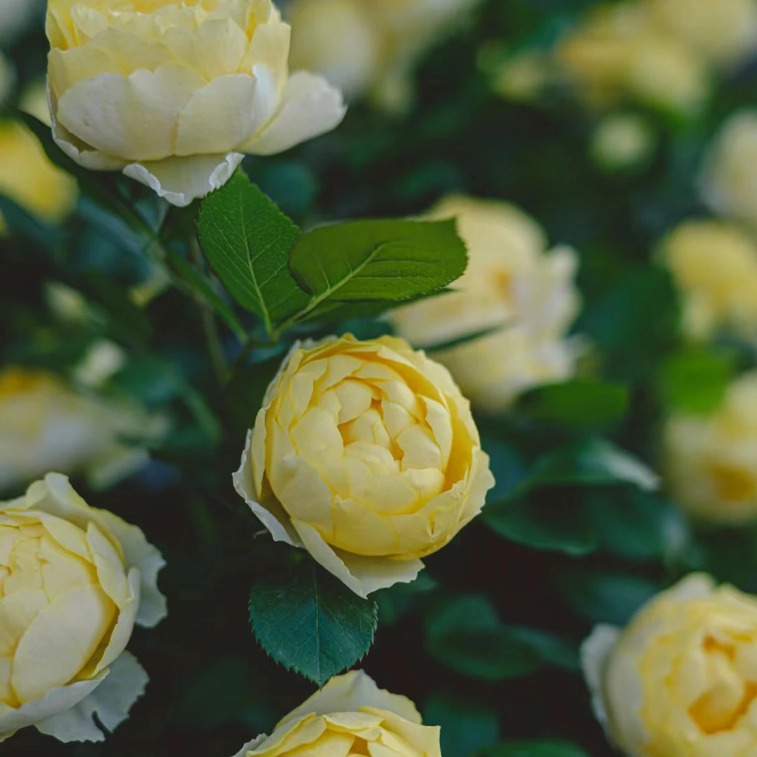 【富贵金丝月季花】蔷薇月季/养护种植//多季节开花/开花机器养护