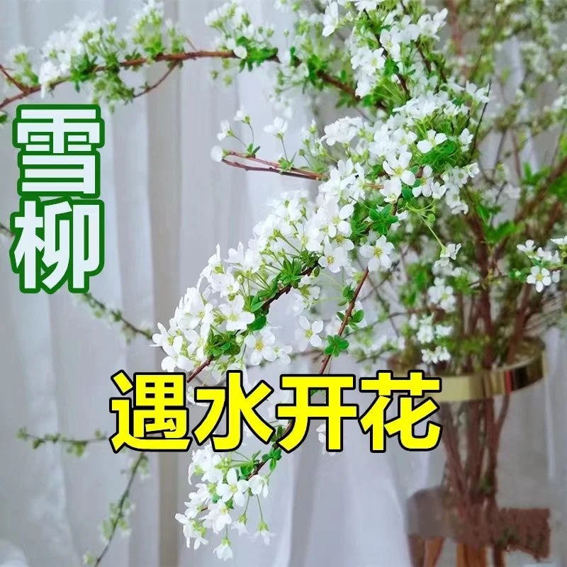 雪柳干枝花室内水培耐寒真花插水养绿植种植干花遇水开花清香植物