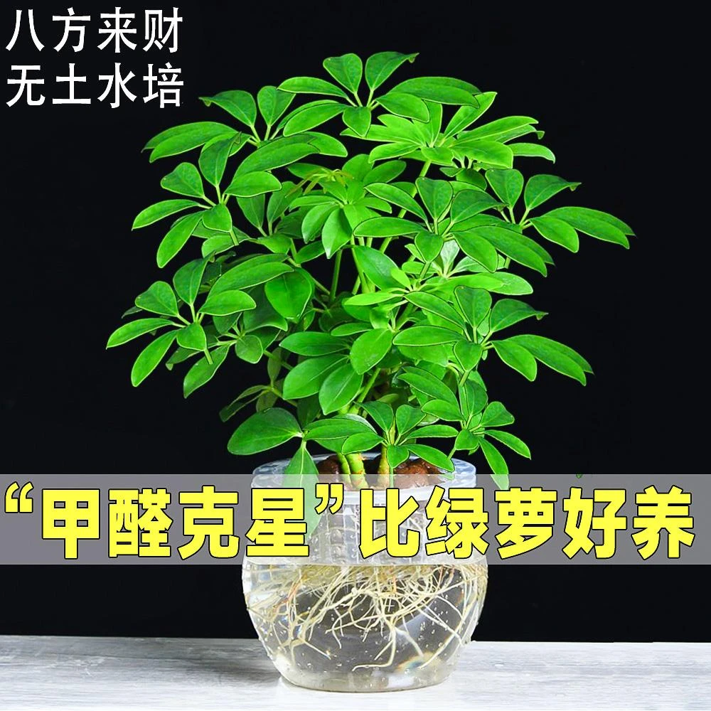 七叶莲水培盆栽招财树植物八方来财鸭脚木室内绿植花卉发财树水养
