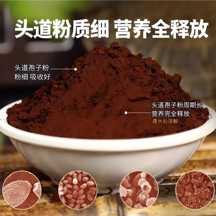 【灵芝孢子粉】深山灵芝孢子粉 食用灵芝菌粉 高海拔深山农货