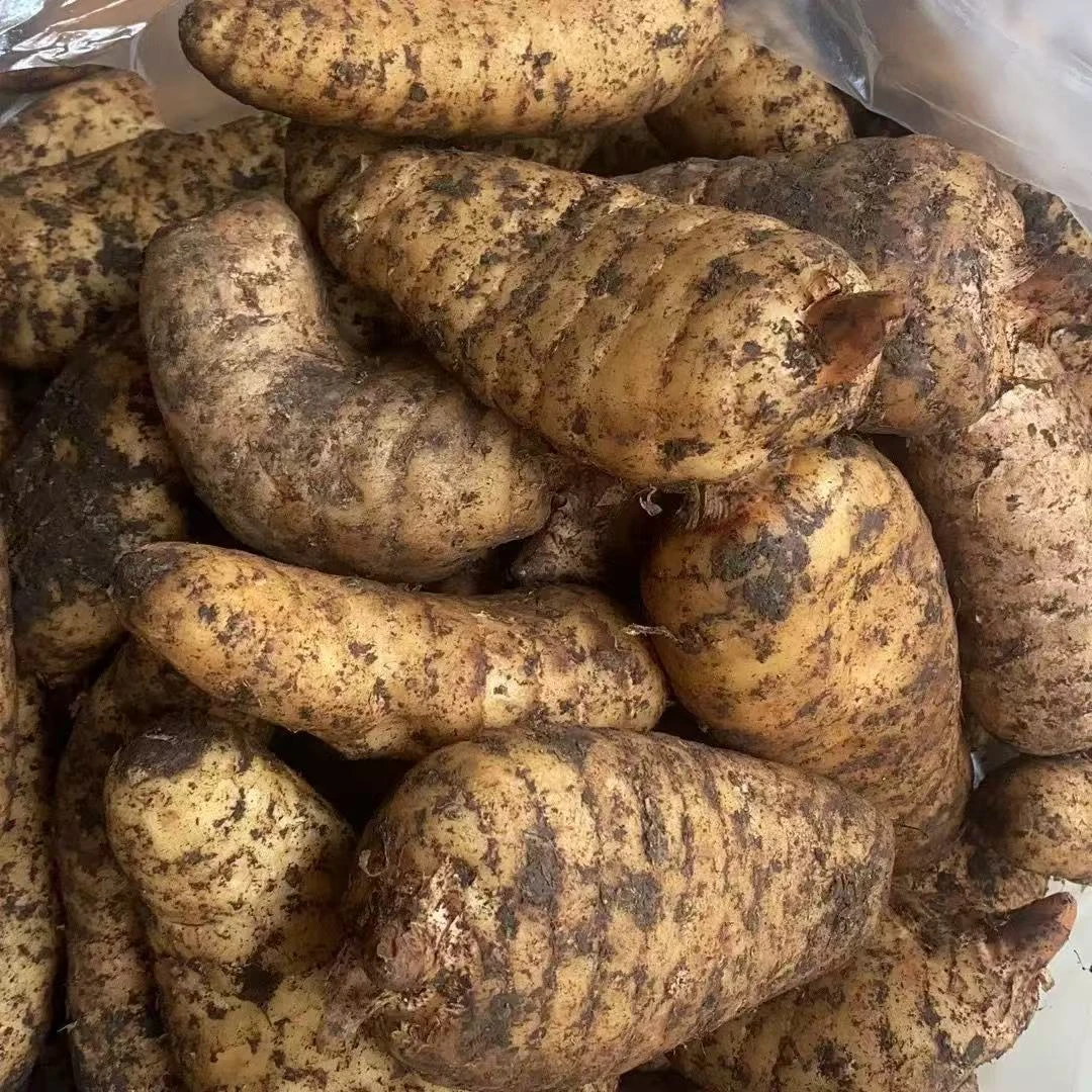 云南新鲜天麻小草坝 煲汤天麻