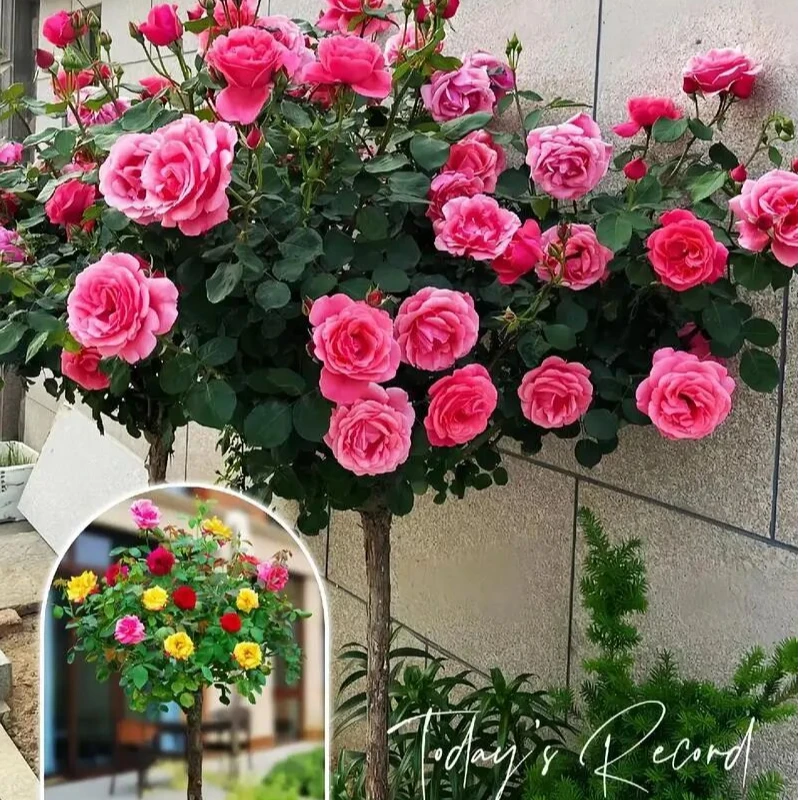 棒棒糖树桩月季开卉阳台绿植独杆直杆树状月季花四季嫁接耐寒植物