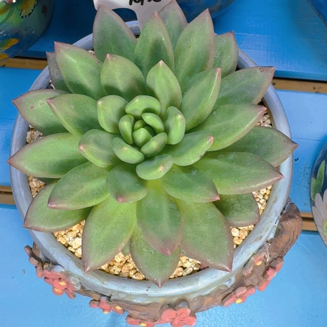 a***y米其林大单头寄养