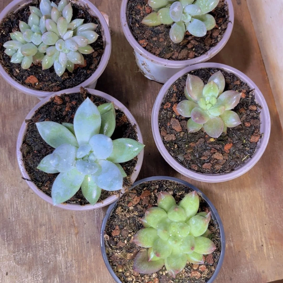 ୧****美人多肉组合