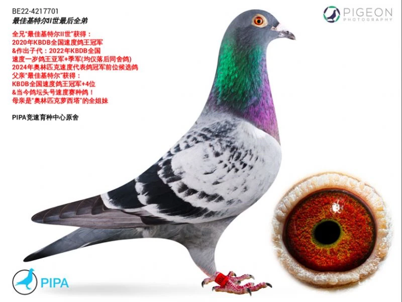 赛鸽种鸽天落鸟血统鸽信鸽公棚获奖鸽