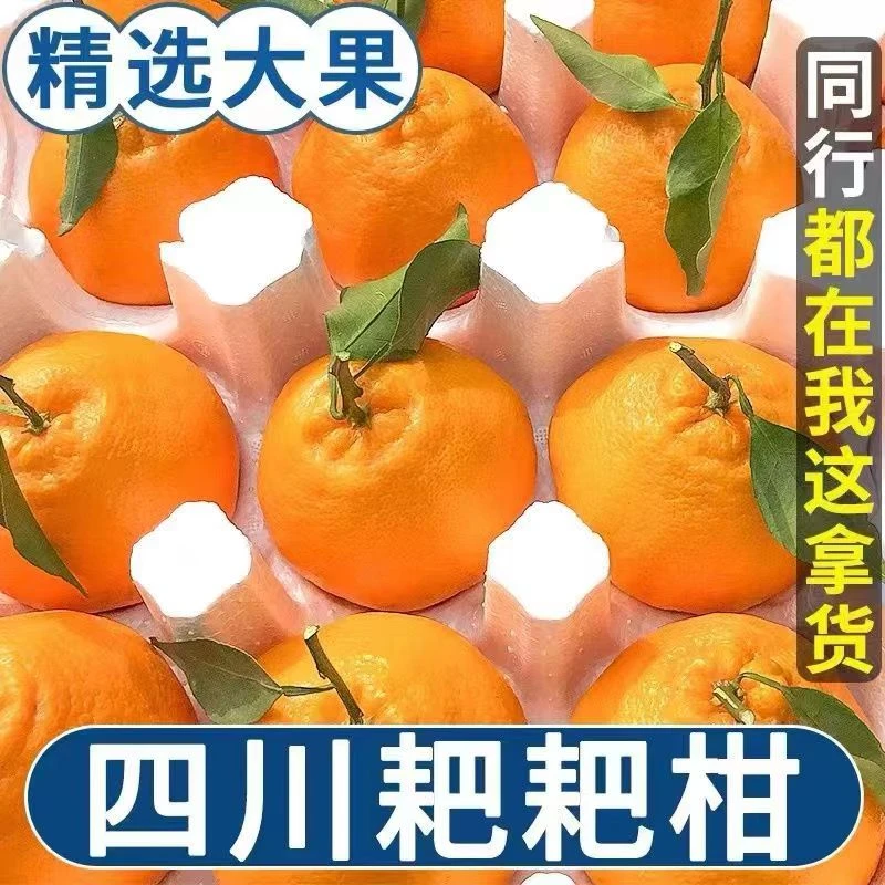 四川蒲江春见耙耙柑水果皮薄爆汁香甜多汁橘子