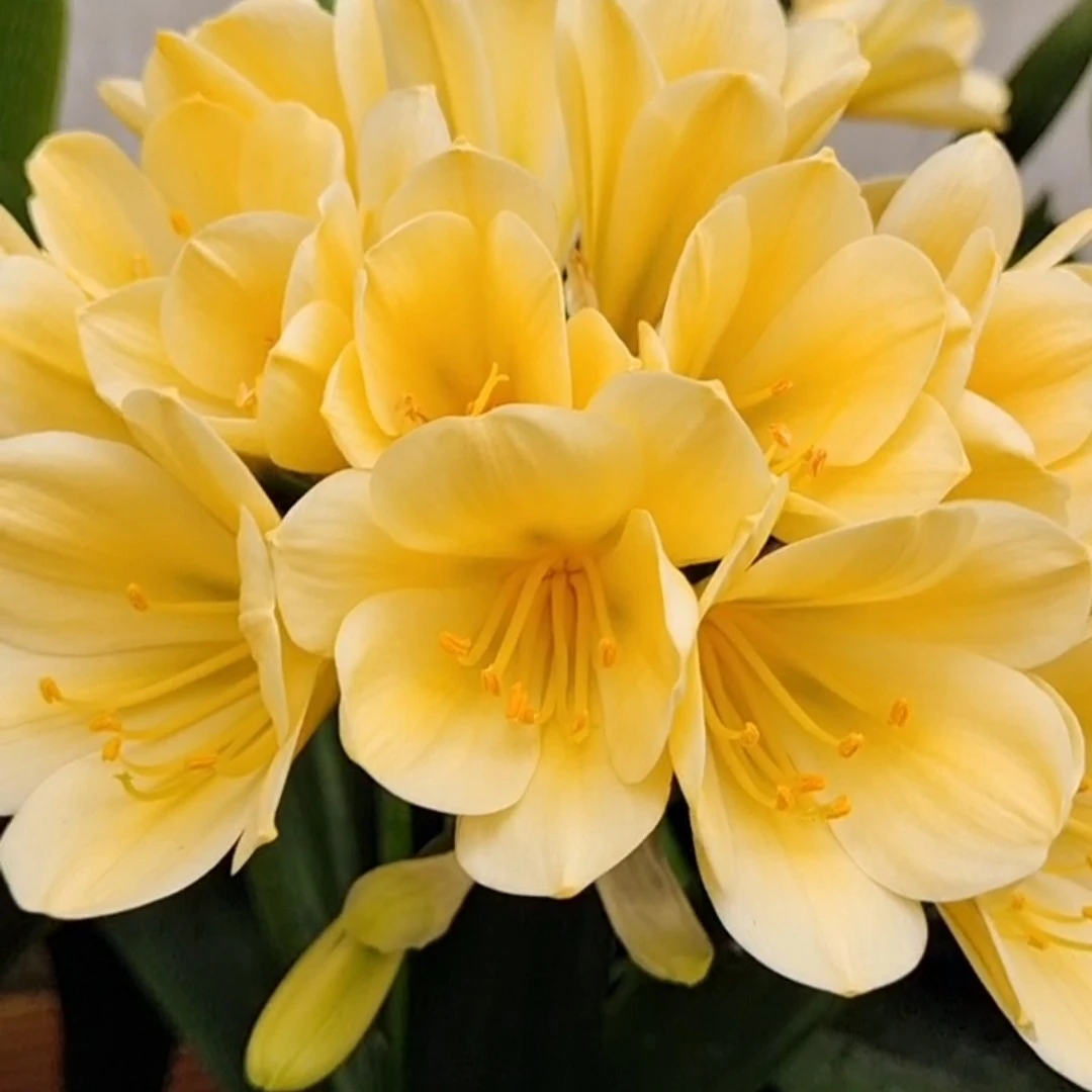 黄花君子兰小苗两到三叶