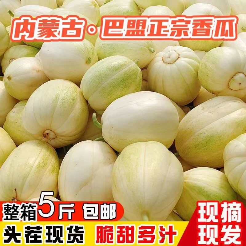 巴盟磴口白莲脆香瓜甜瓜应季水果脆甜好吃全国包邮白皮香瓜子