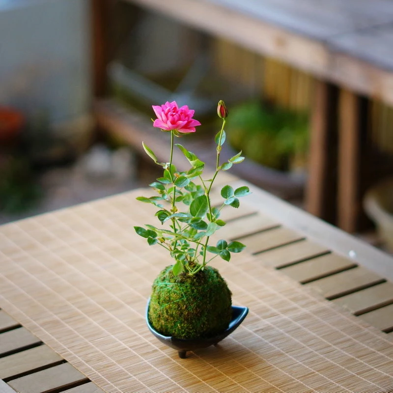 超微型月季玫瑰日本姬月季苔玉迷你苔藓球阳台窗台桌面小盆栽花卉