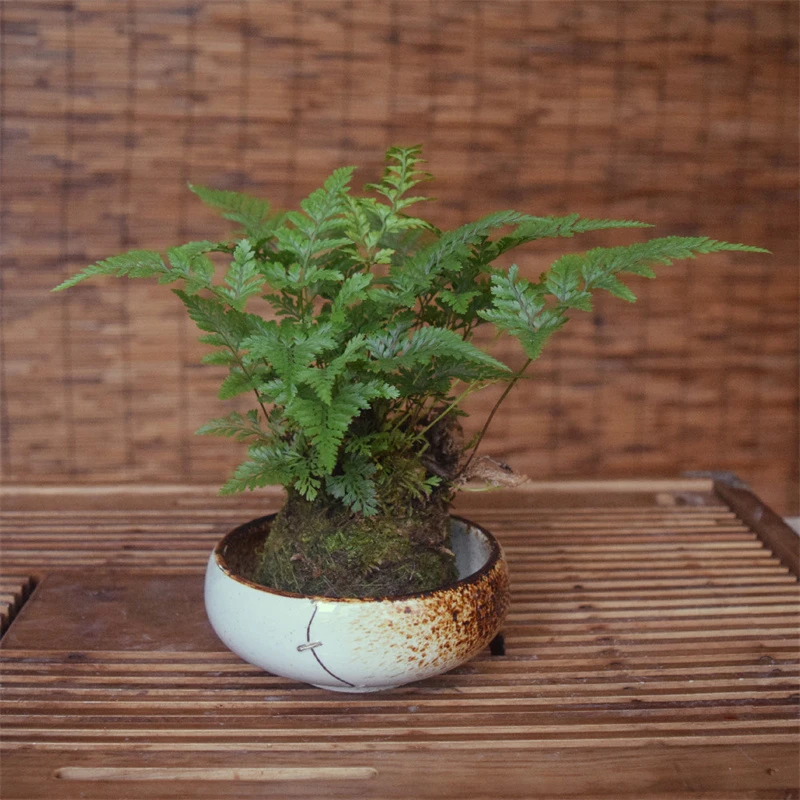 狼尾蕨苔藓球蕨类绿植中式禅意植物摆件室内盆景书房办公室小盆栽