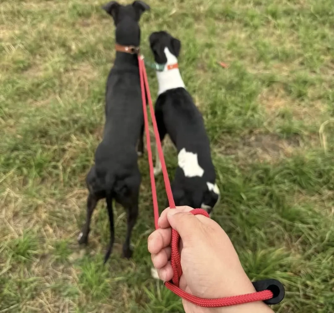 白天带狗户外快放一体绳格力灵体惠比特细狗用打野加粗牵引绳