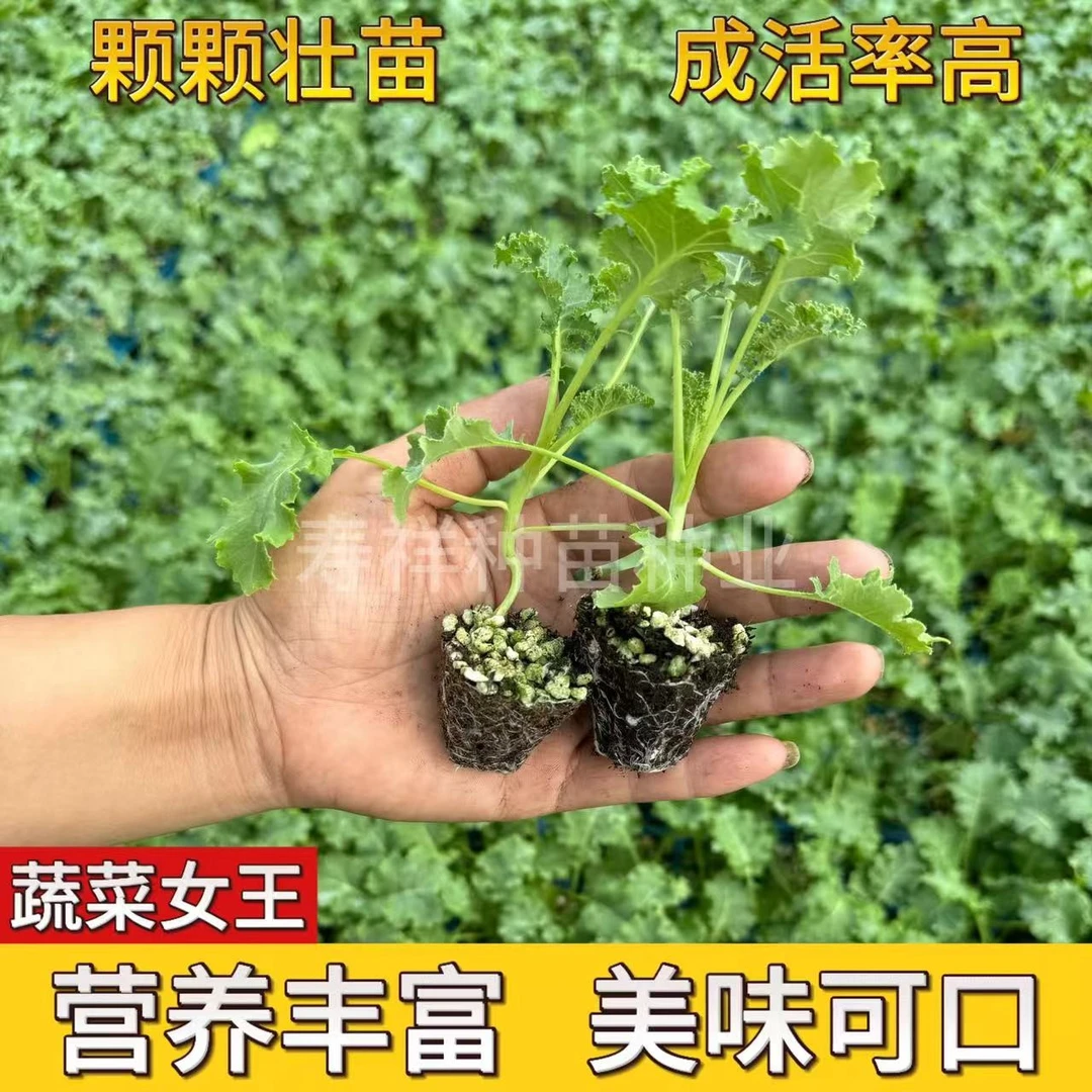 耐寒羽衣甘蓝秧苗超级食物蔬菜苗可观赏食用盆栽地栽羽衣甘蓝秧苗
