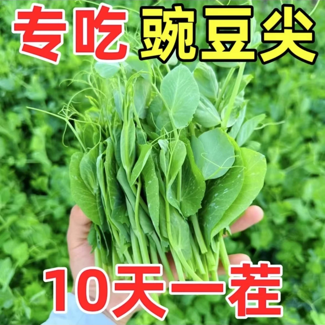 【豌豆尖种子】四季种植无须豌豆苗可水培土培阳台盆栽龙须