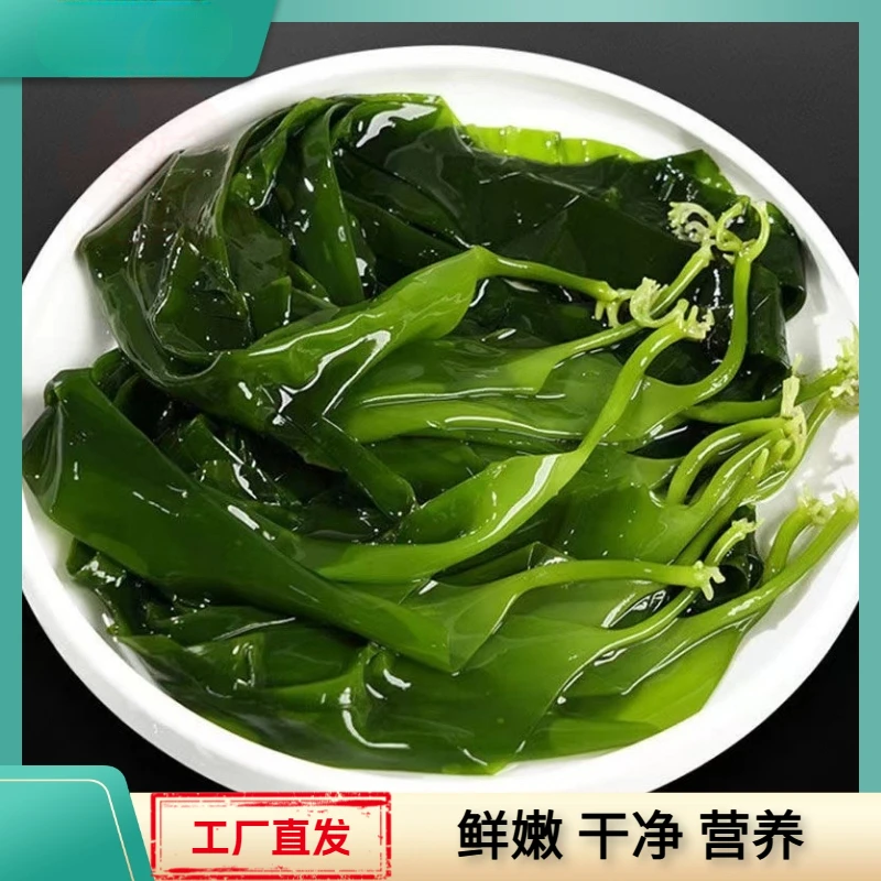 海带苗霞浦海带嫩苗火锅煲汤食材盐渍海白菜苗裙带菜小海带凉拌
