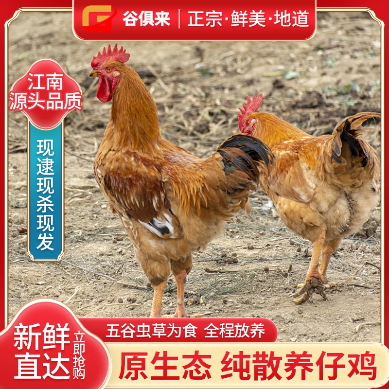 【童子鸡2只装】深山散养未打鸣小仔公鸡 单只650g-900g 五谷喂养