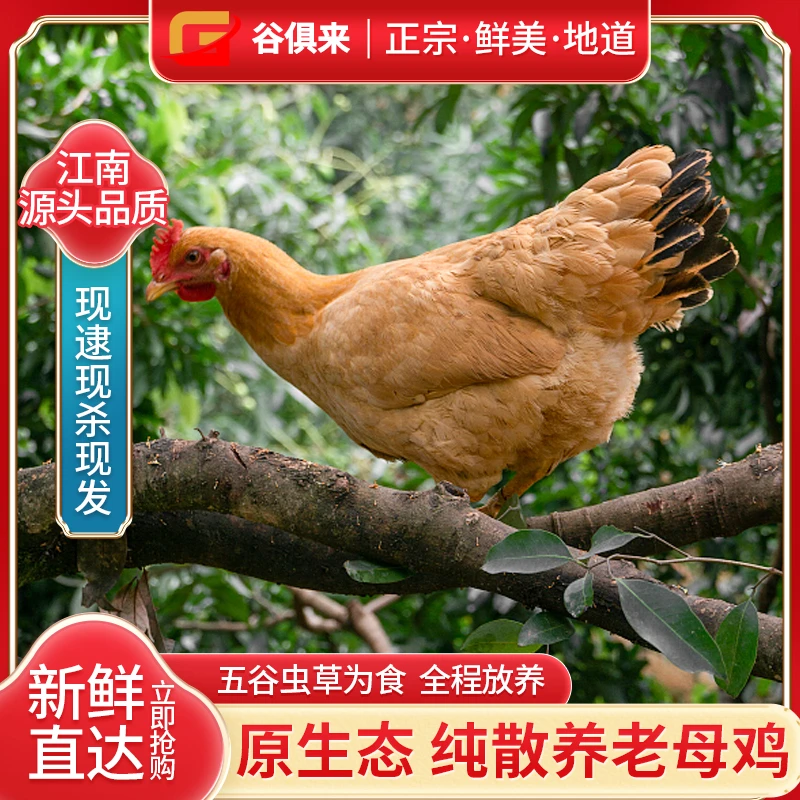 【老母鸡一只】深山散养老母鸡走地鸡365-500天煲汤土鸡1kg-1.5kg