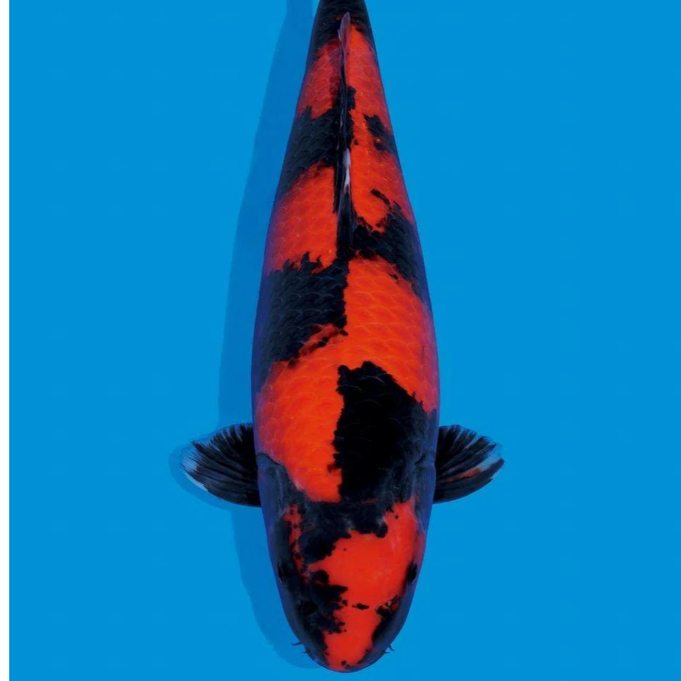 冷水观赏鱼血统锦鲤自家产渔场直销