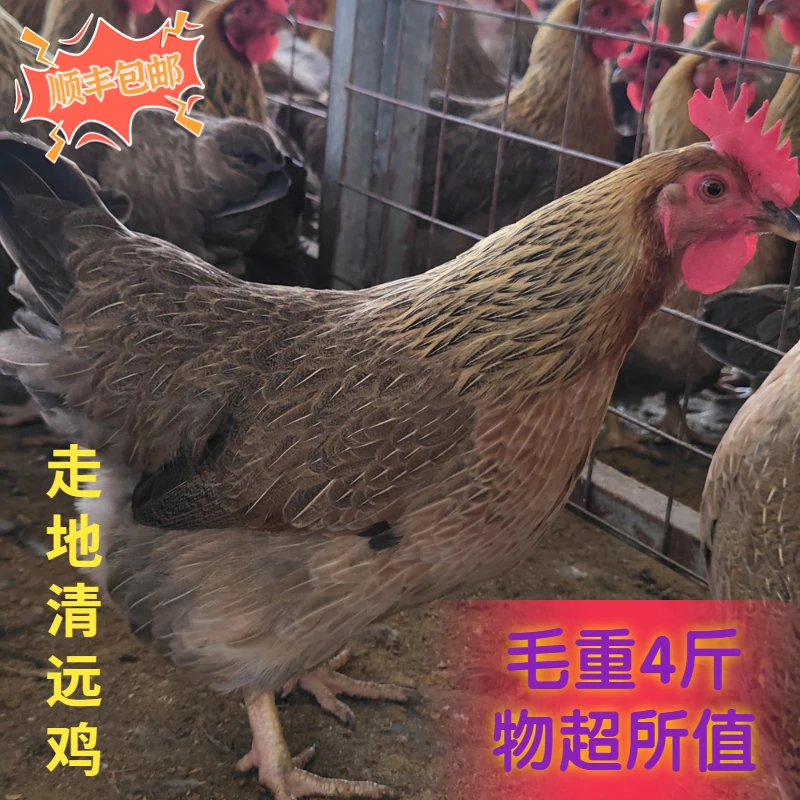 有鸡味！正宗散养土鸡清远鸡  走地散养150天 真正有鸡味的产品！