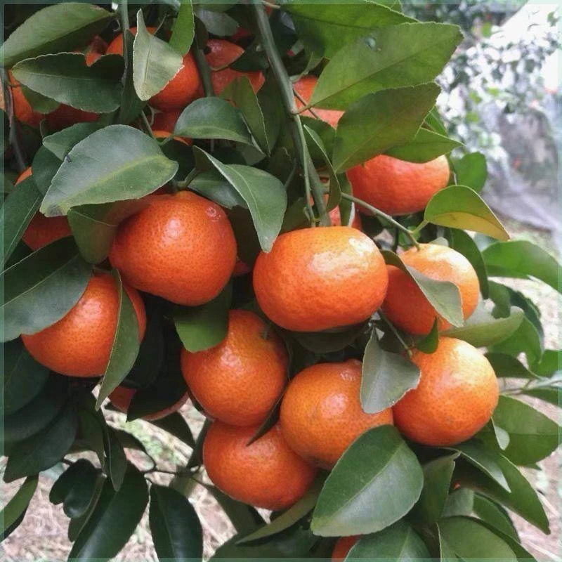广西正宗嫁接无籽砂糖桔树苗盆栽地栽南北方橘子苗无核果树苗耐寒