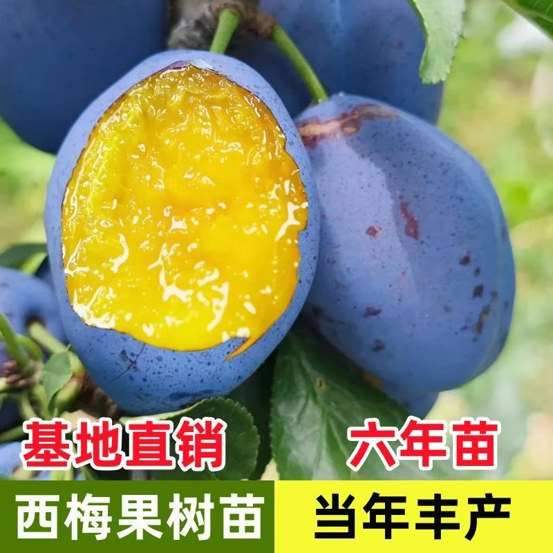 西梅果树果苗盆栽地栽南北方嫁接苗当年结果蜂糖李子苗水果树果苗