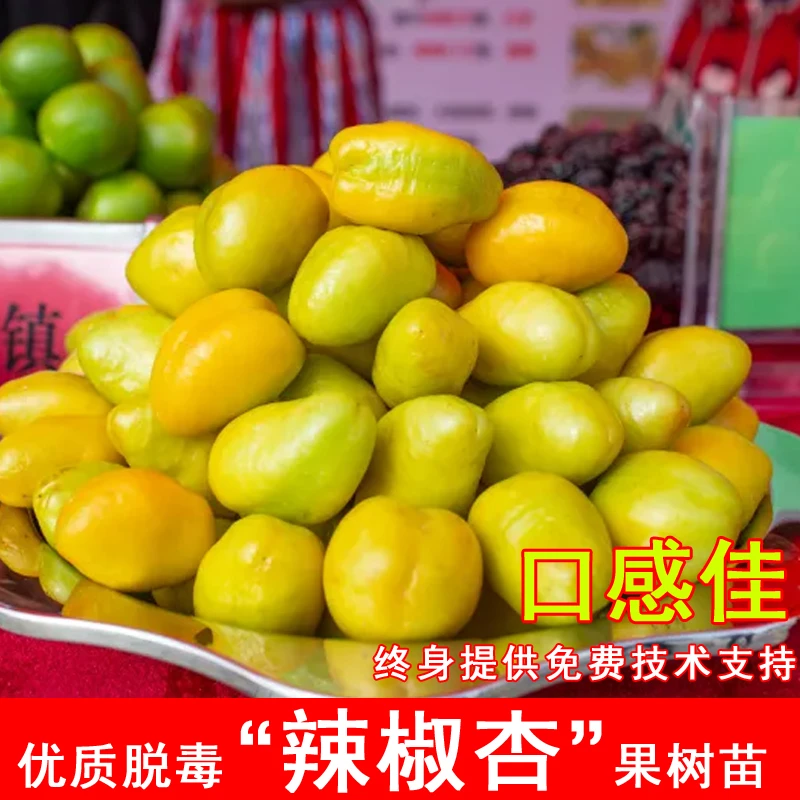 嫁接辣椒杏树苗新品种辣子杏子苗耐寒北方南方种植当年结果果树苗