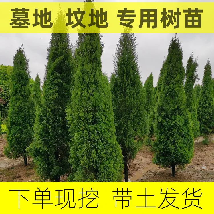墓地松柏树苗清明节侧柏塔柏扁柏松柏圆柏龙柏四季常青宝塔松蜀桧