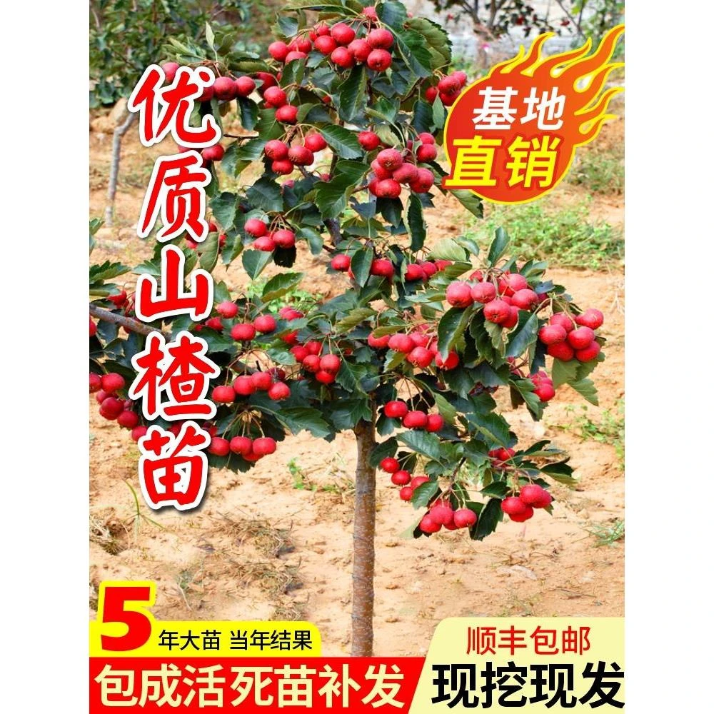 山楂树活苗大五棱甜红子山楂苗地栽山楂嫁接果苗南方北方种植盆栽
