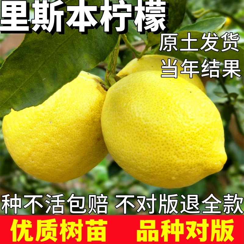 里斯本柠檬树庭院室外地栽大苗盆栽嫁接四季可食用黄柠檬当年结果