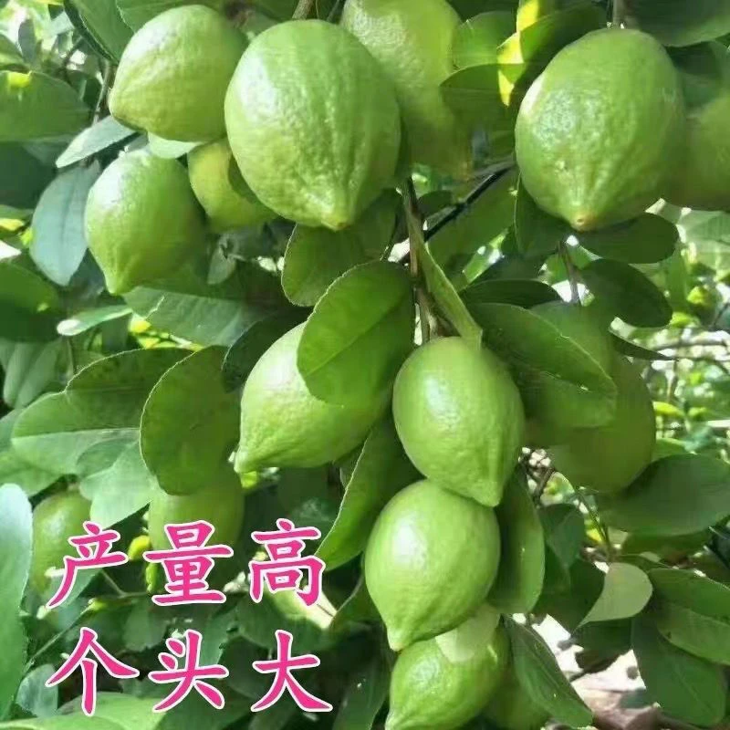 广东香水柠檬果树苗无籽柠檬树盆栽薄皮奶茶店直发阳台正宗浓香型