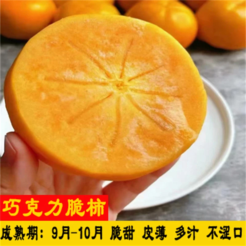 巧克力脆柿柿子苗树脆甜柿无核柿南北方种植庭院地栽当年结果果苗