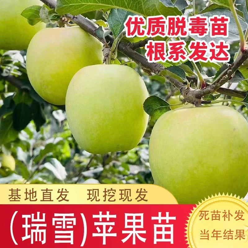 嫁接瑞雪苹果树苗晚熟脆甜苹果苗南北方庭院种植盆栽地栽当年结果