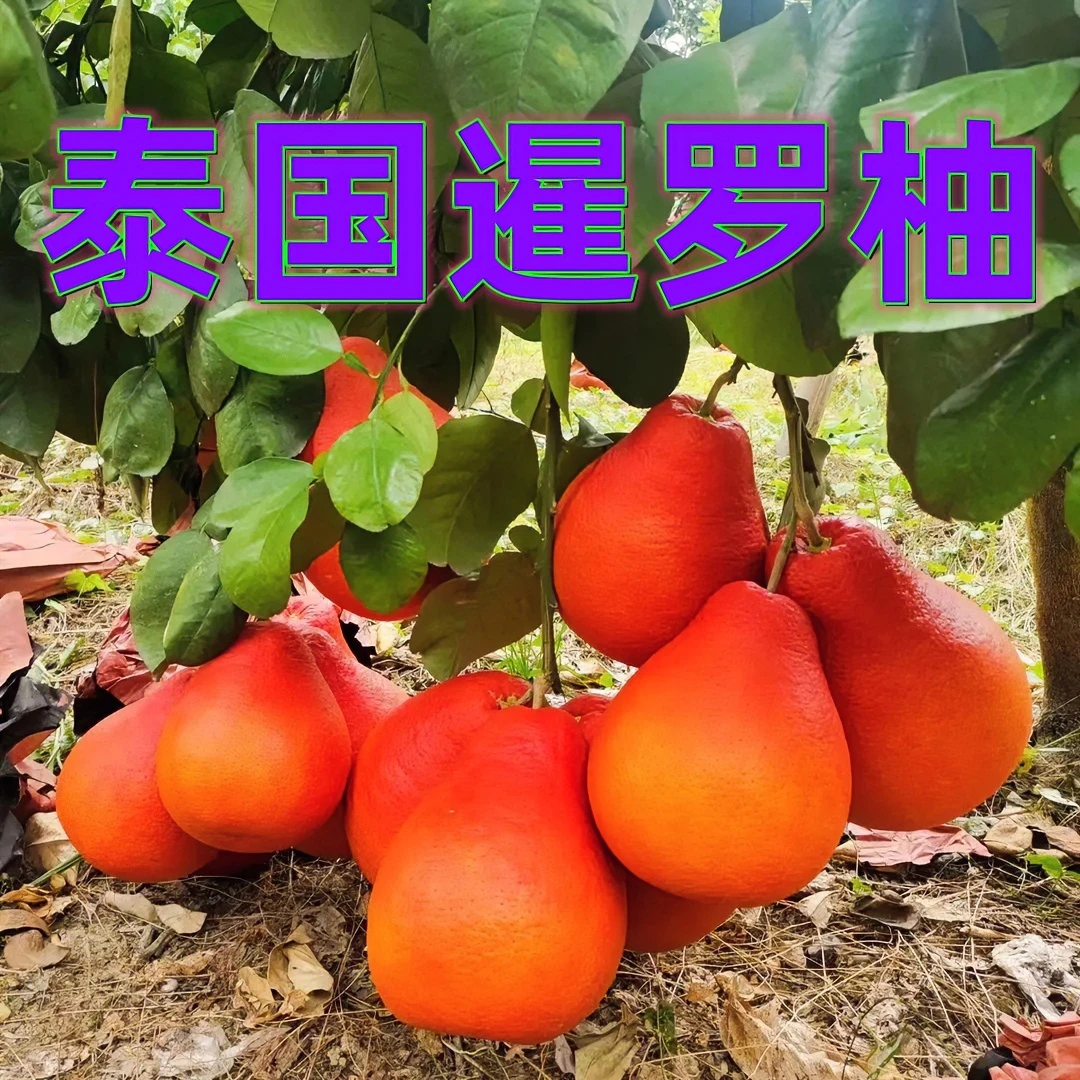 泰国暹罗柚子苗嫁接果树苗红心柚沙田柚当年结果南北方庭院阳台种