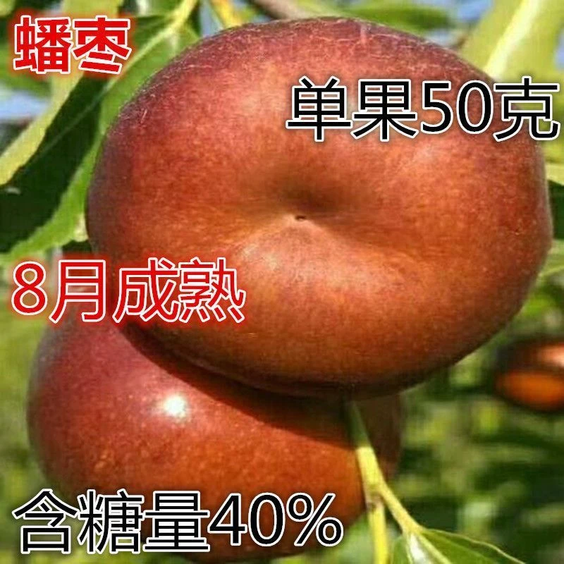 蟠枣树苗 枣树苗嫁接枣树苗当年结果盆栽地栽枣树苗 南北方种植苗