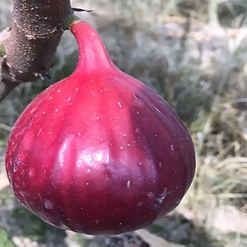 带果无花果树果苗特大果盆栽地栽波姬红青皮无花果苗树苗南方北方