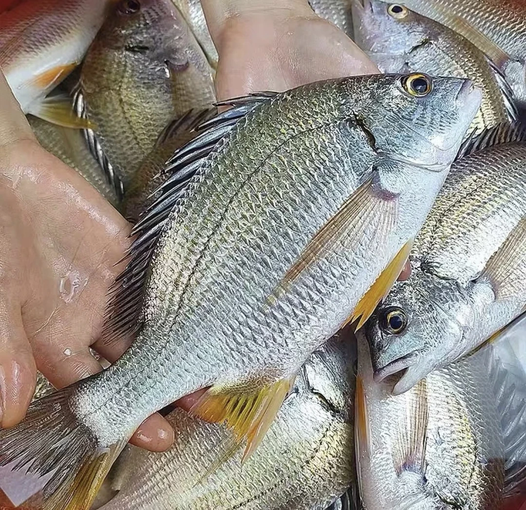 新鲜黄脚立鱼 黄翅鱼5斤