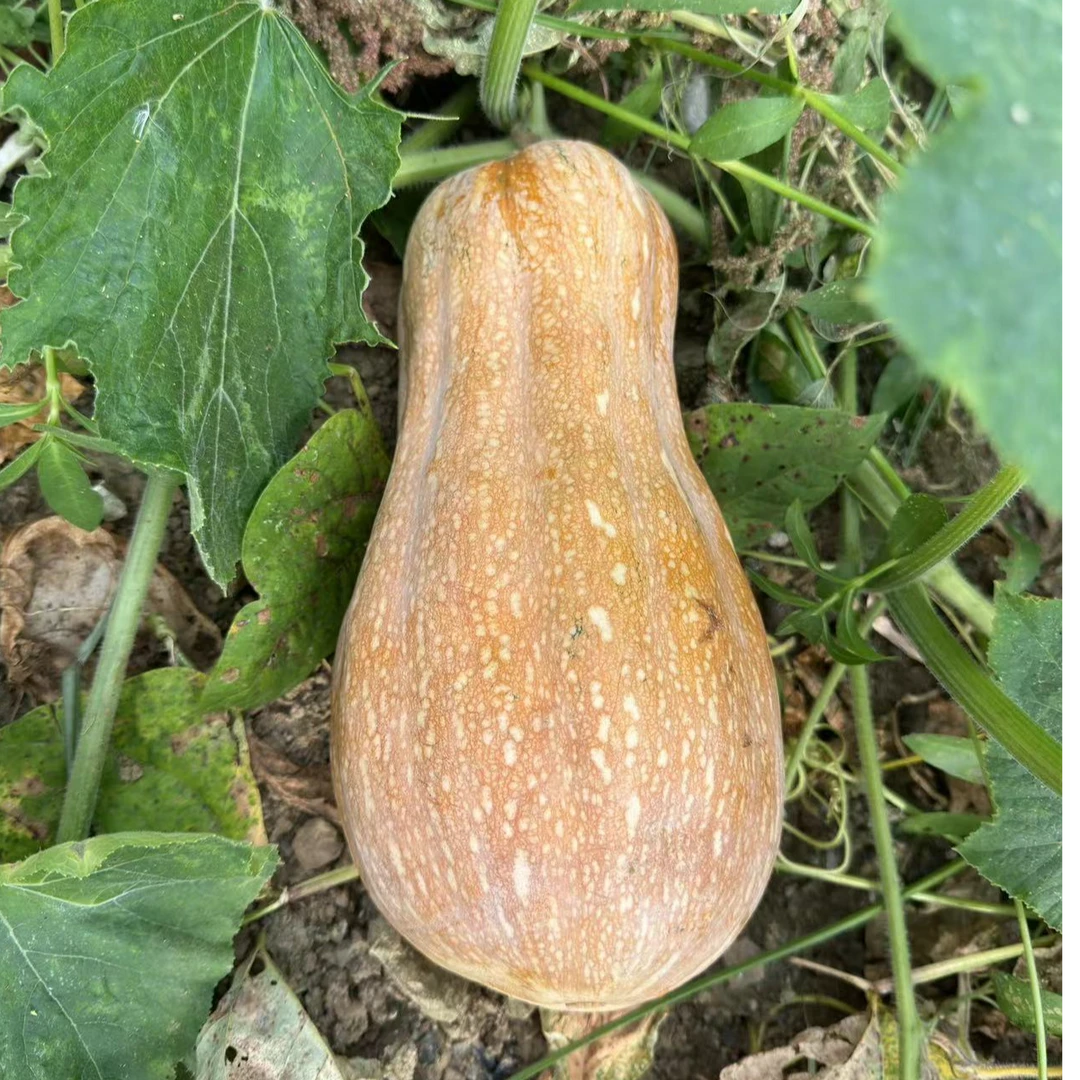 贵州高山农家自种甜南瓜老荒瓜