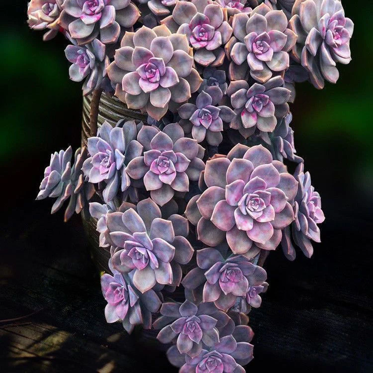 多肉植物紫乐多肉老桩群生紫乐叶片叶插紫乐新手盆栽花卉