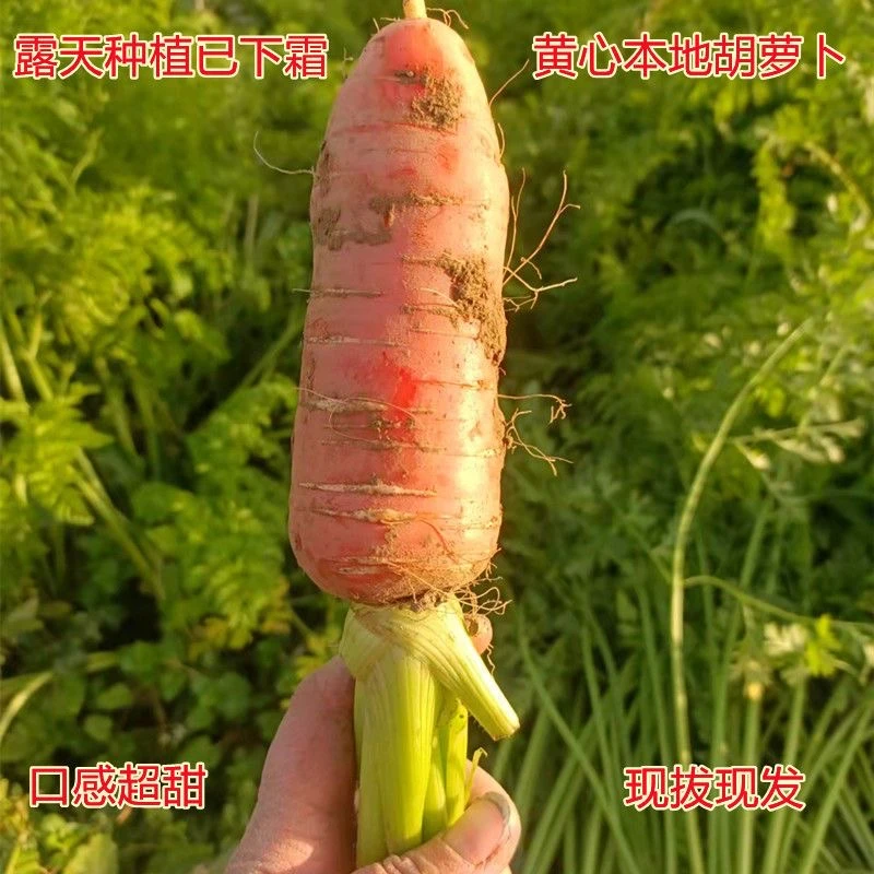 萝卜手指胡萝卜鲜脆严选产地直销新鲜内蒙古泥发货贝蓓农家甜云南