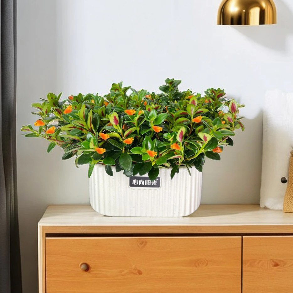 【金鱼吊兰】桌面盆栽四季开花常绿好养净化空气清新风格苗木