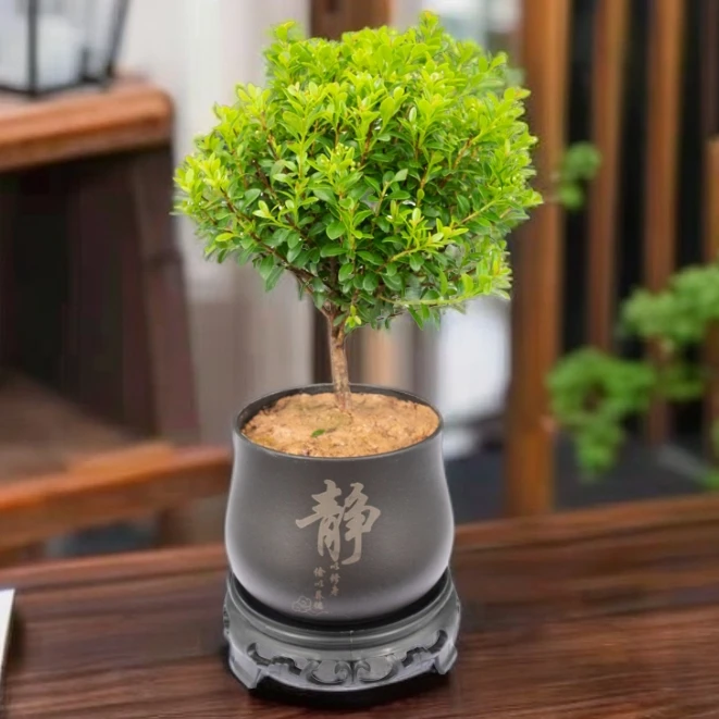小叶赤楠桌面盆景植物花卉微景观办公室内茶桌好养四季常青小盆栽