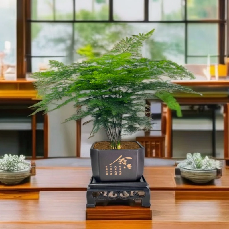 文竹室内绿植办公室桌面摆件盆栽优雅美观清新翠绿寓意禅意竹子