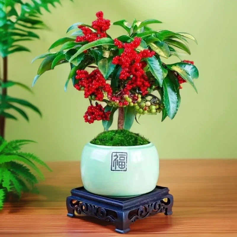 【带绿果发货】富贵籽盆栽花卉绿植耐阴盆栽花卉净化空气网红植物